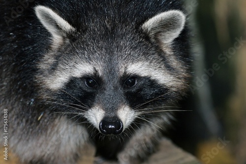Raccoon - portrait (Procyon lotor)