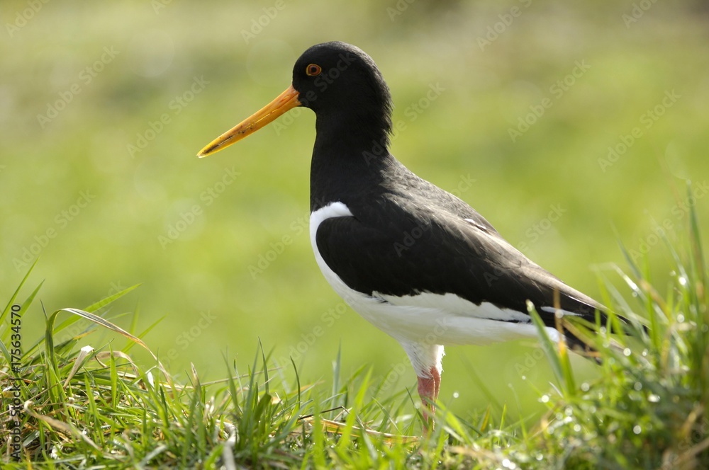 Eurasian Oystercatcher (Haematopus ostralegus) Eurasian Oystercatcher (Haematopus ostralegus)