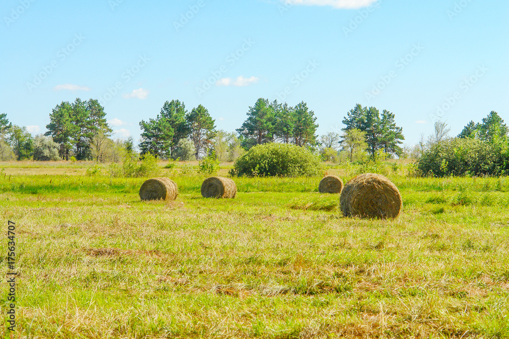 Round straw bales in a meadow. Countryside landscape