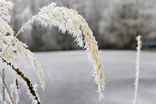 Winter landscape with reeds, frozen lake and ice crystals, Hesse, Germany, Europe © imageBROKER