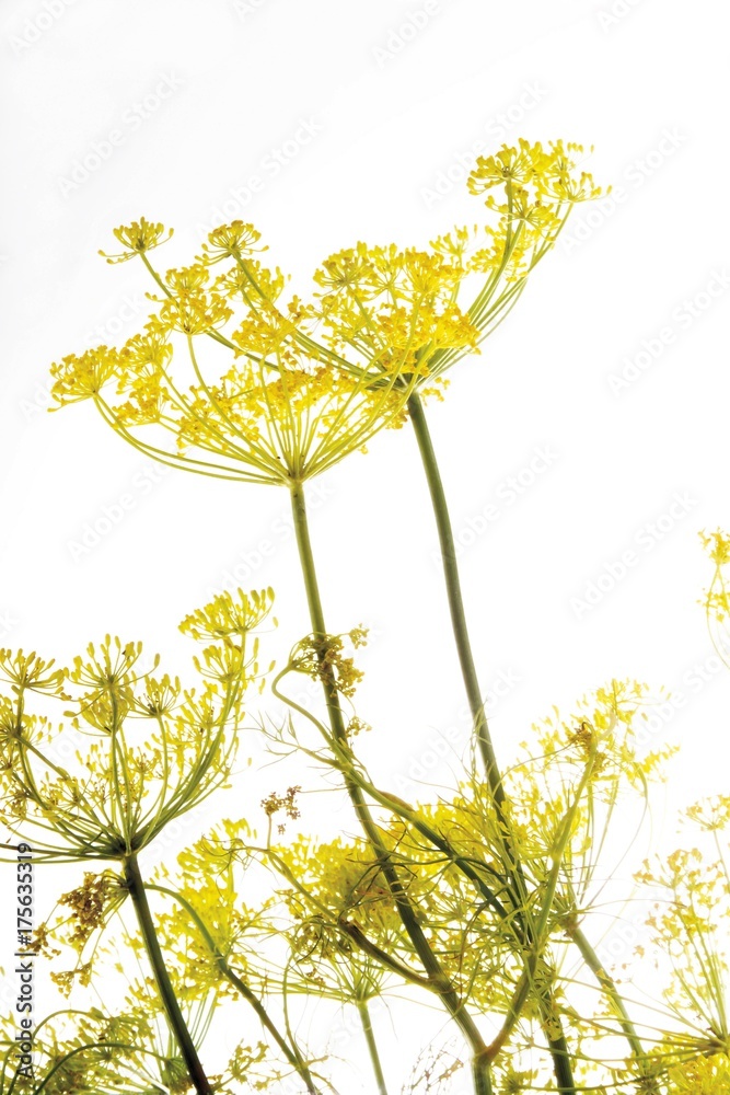 Dill blossoms