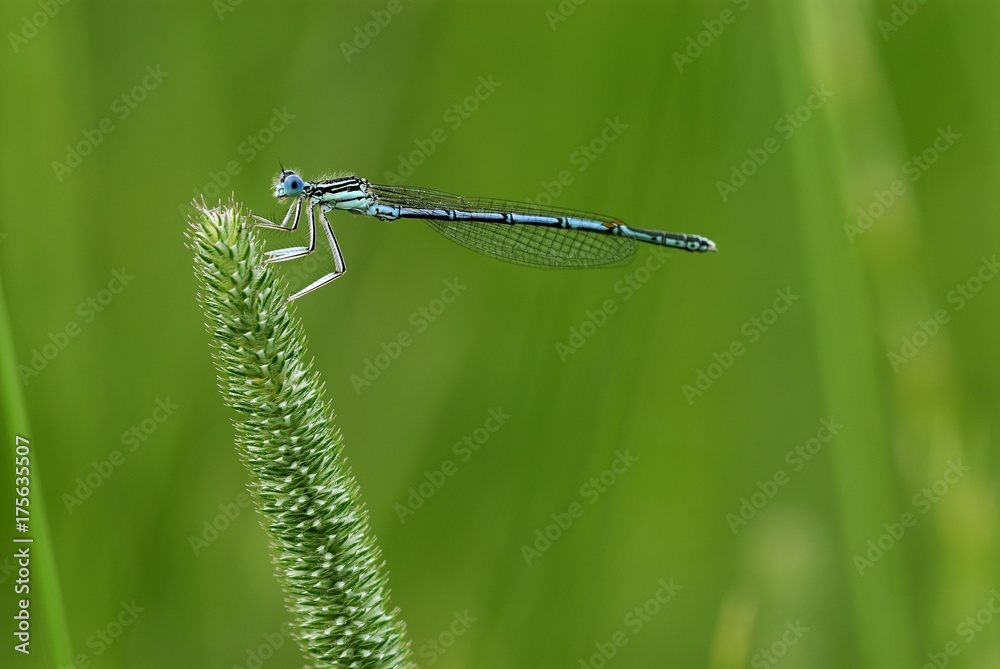 White-legged Damselfly (Platycnemis pennipes) perched on a blade of grass White-legged Damselfly (Platycnemis pennipes) perched on a blade of grass