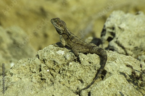 Roughtail Rock Agama (Laudakia stellio)