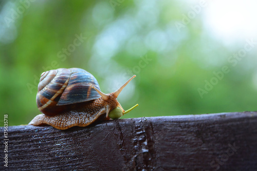 Snail In A Rush photo