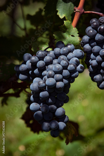 Sweet and tasty blue grape bunch on the vine.