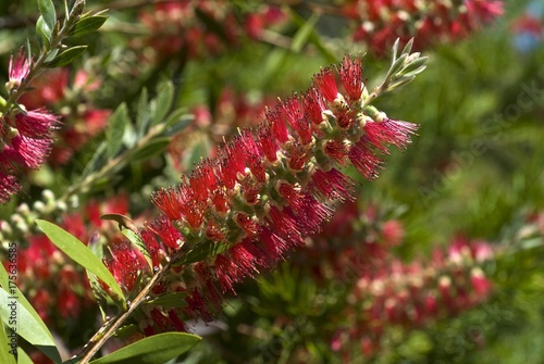 Photography Bottlebrush (Callistemon pachyphyllus), blossom