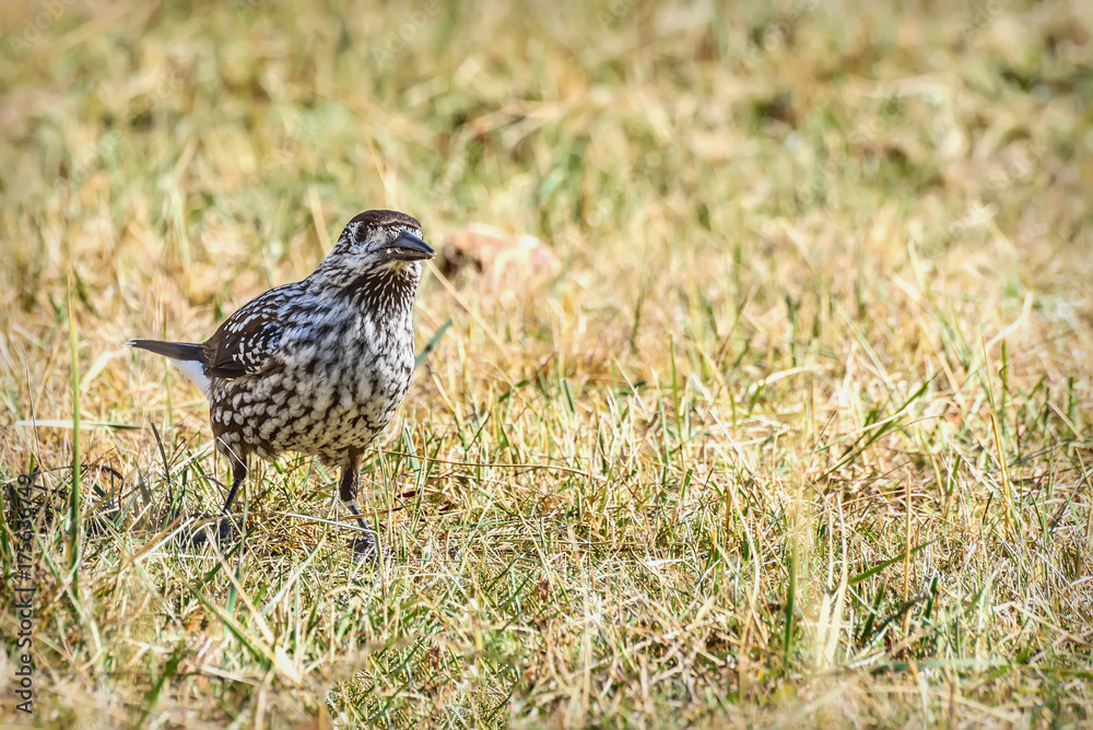 nutcracker bird autumn grass nutcracker bird autumn grass