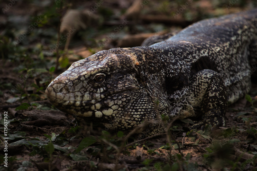 A Black and White tegu also known as Giant tegu (Tupinambis merianae) at nature habitat, Pantanal Brazil. Adventure travel at new tropical destinations. A Black and White tegu also known as Giant tegu (Tupinambis merianae) at nature habitat, Pantanal Brazil. Adventure travel at new tropical destinations.
