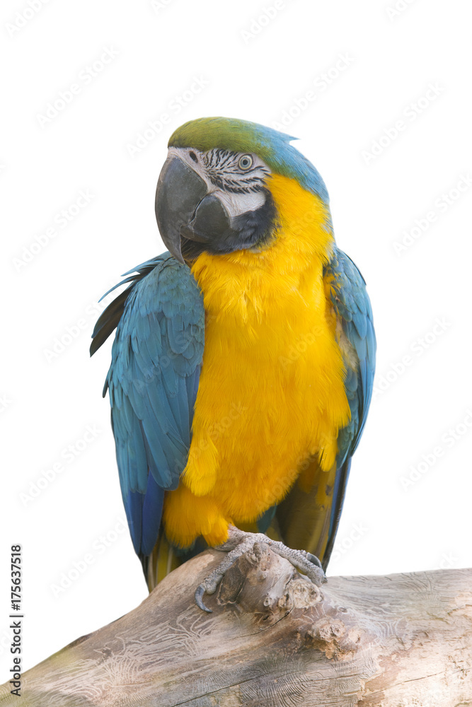 parrot macaw sits on a tree on a white background isolated