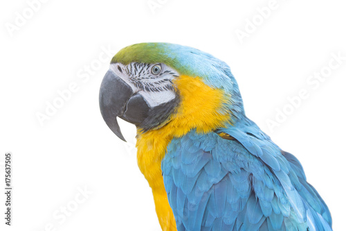 macaw parrot on a white background isolated © irynah