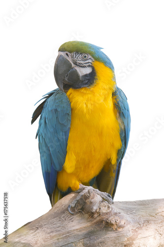 parrot macaw sits on a tree on a white background isolated © irynah