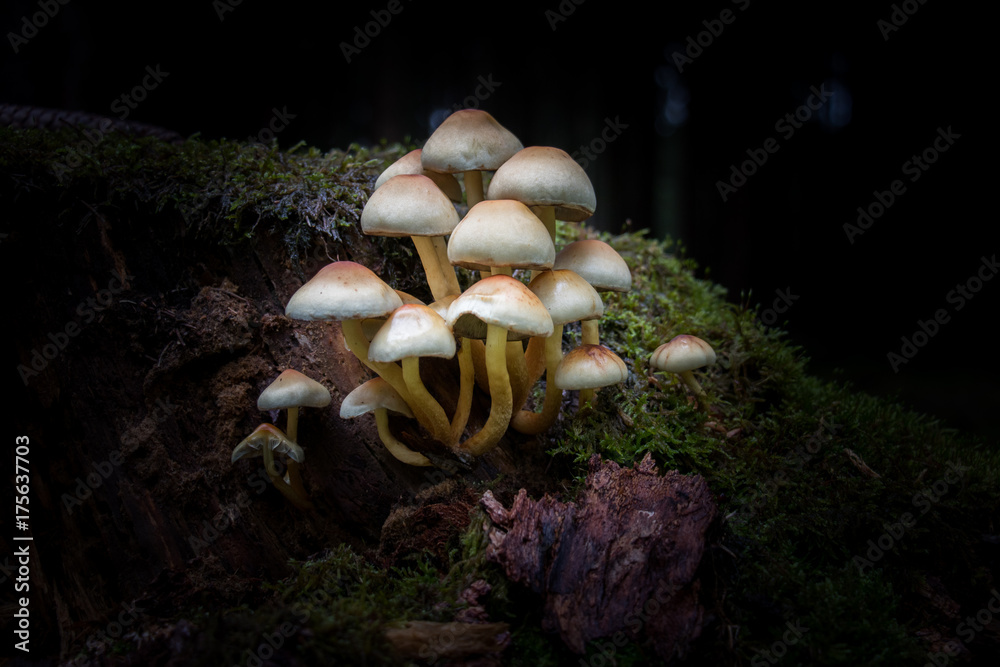 Fototapeta premium mushrooms in forest