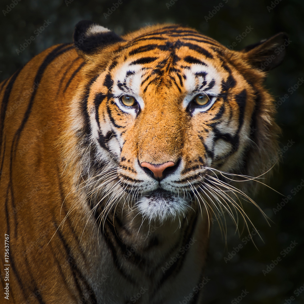 Close up tiger