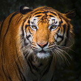Close up tiger