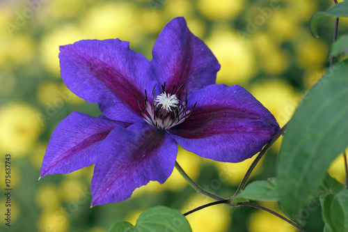 Flowering Clematis Mrs. N. Thompson (Clematis Mrs. N. Thompson)