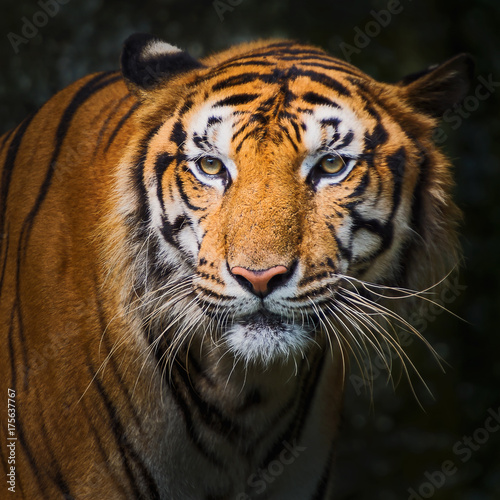 Close up tiger