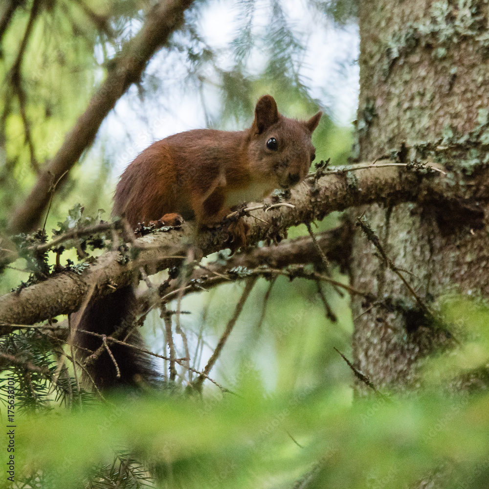 Squirrel looking down from a tree Squirrel looking down from a tree