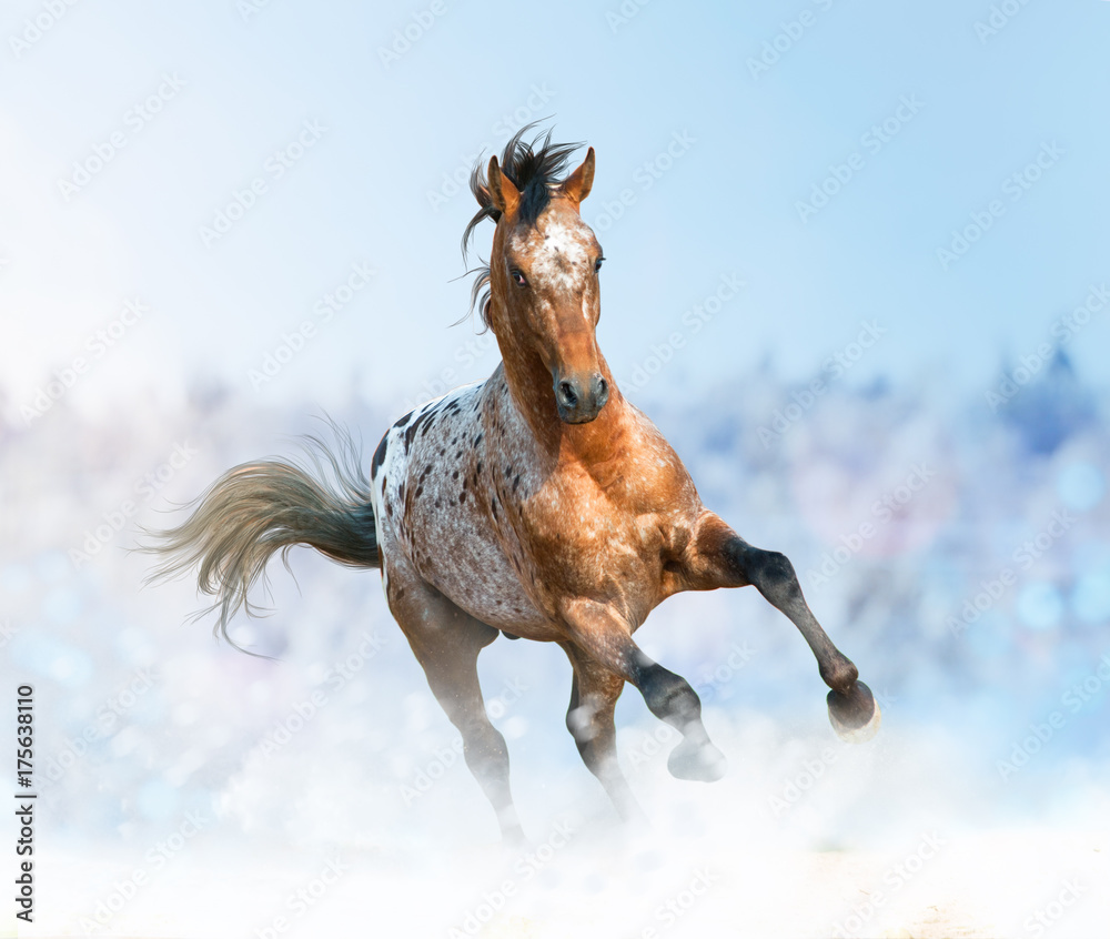 Beautiful appaloosa stallion running gallop