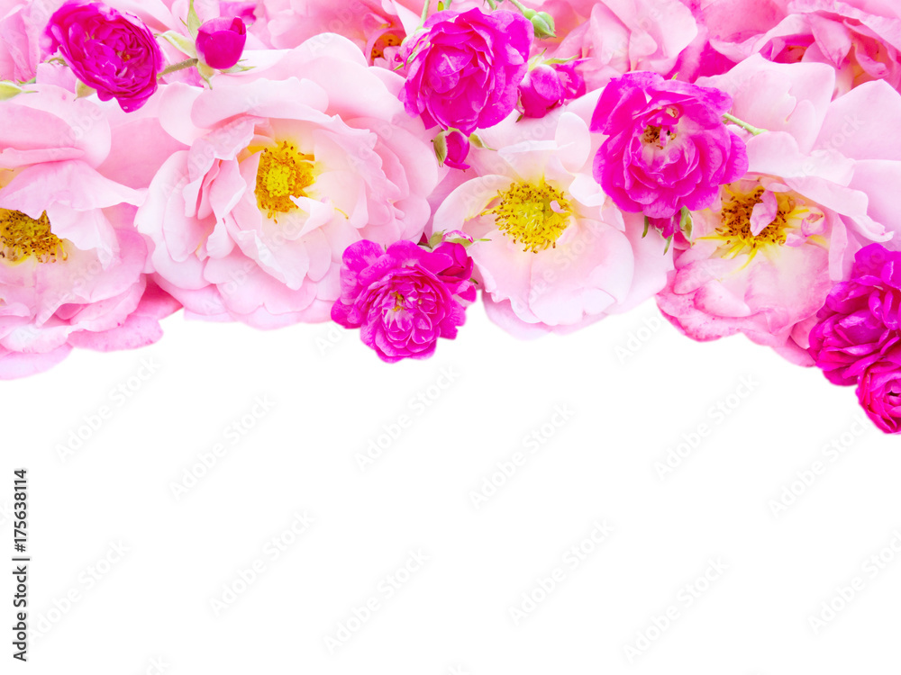 Pink curly roses and vibrant pink roses isolated on white Pink curly roses and vibrant pink roses isolated on white