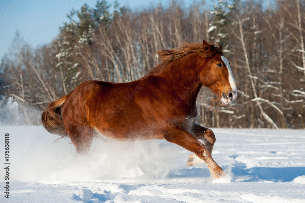 Draft horse running in snowy winter field Draft horse running in snowy winter field