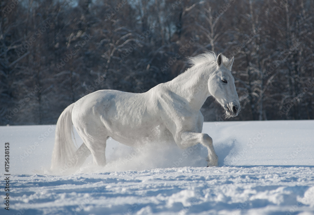 White horse in white snow