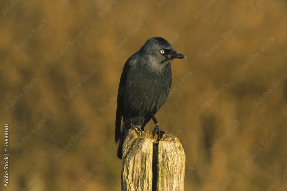 Fototapeta premium Jackdaw (Corvus monedula)