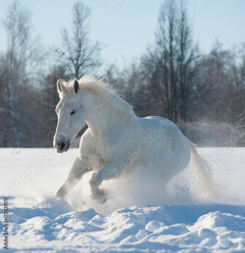 Snowy horse in snowy day © Mari_art