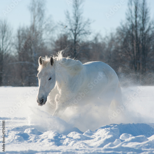 Whitesnow stallion in snow