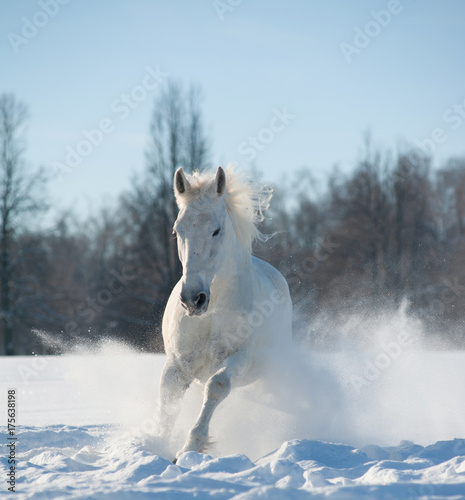white horse running front view in the snow