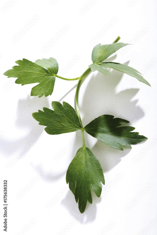 Lovage (Levisticum officinale)