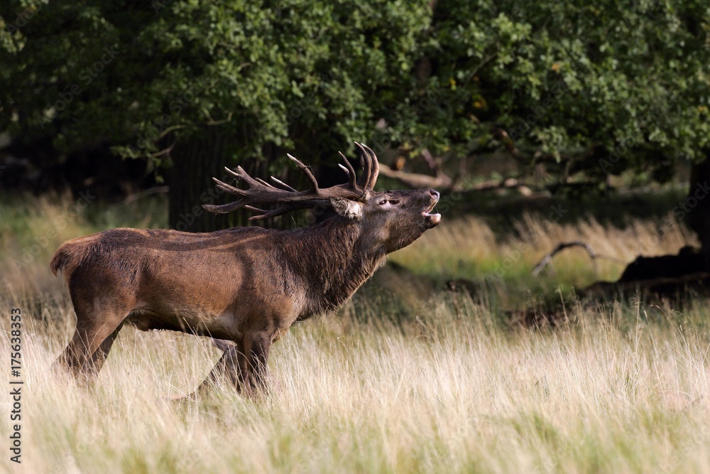 Fototapeta premium Belling red stag during the rut - red deer in heat - male (Cervus elaphus)