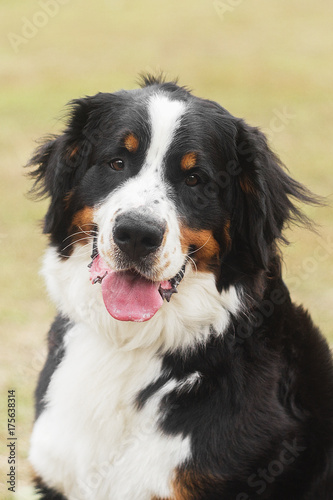 bernese dog portrait
