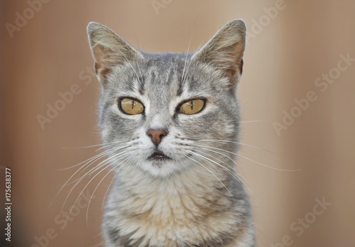 Young grey-tigered cat, portrait © imageBROKER