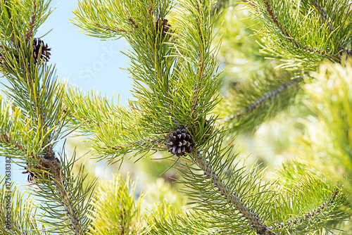 Pine cone photo