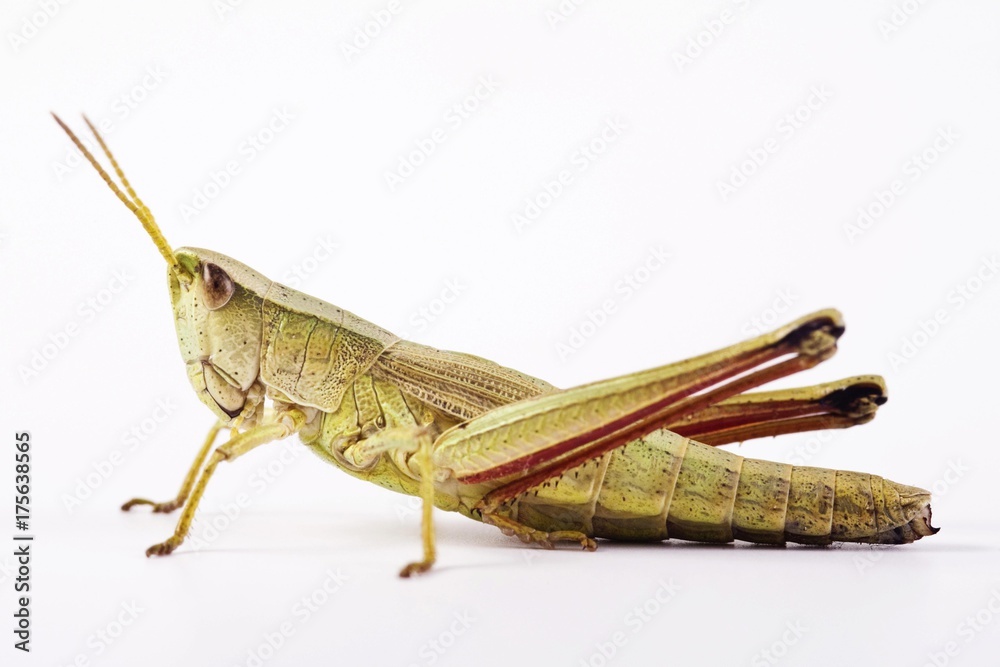 Meadow Grasshopper (Chorthippus parallelus) Meadow Grasshopper (Chorthippus parallelus)