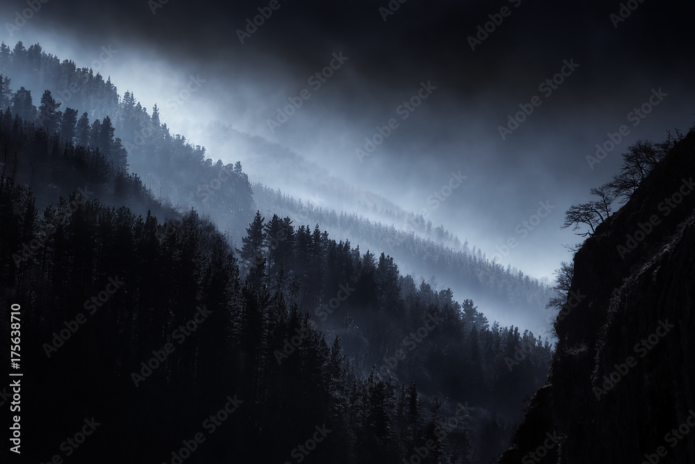 Naklejka premium ciemny krajobraz z mglisty las