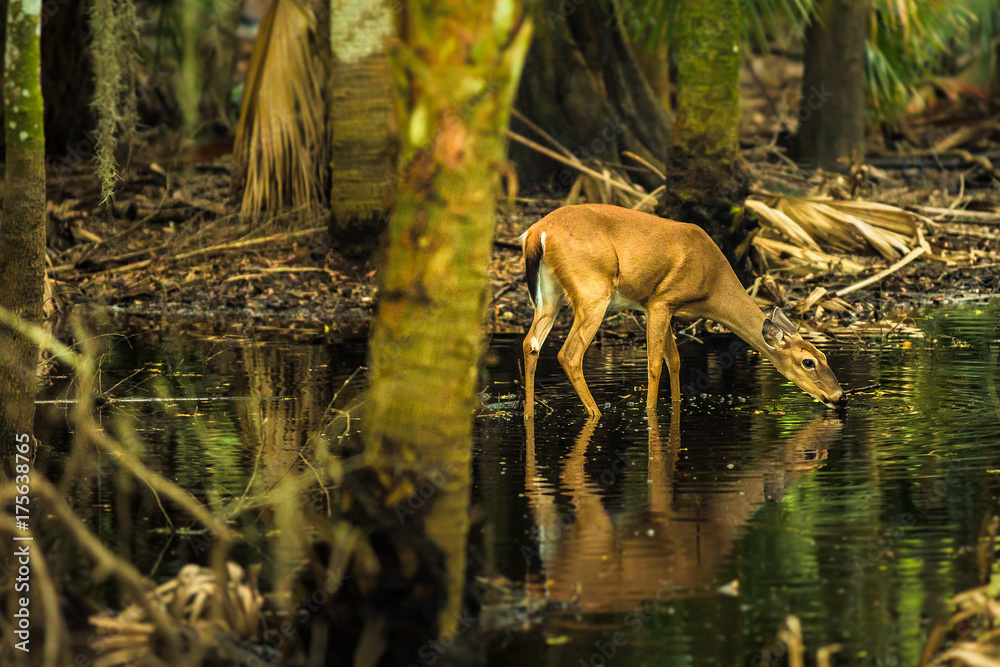 Naklejka premium Deer in the swamps of Myakka River State Park, Florida