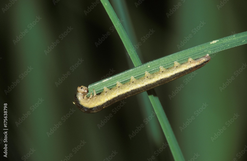 Caterpillar of moth (Apamea sp.), Germany, Europe