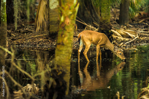 Deer in the swamps of Myakka River State Park, Florida