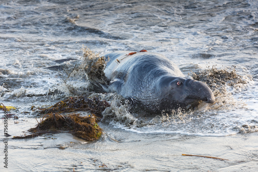 Fototapeta premium See-Elefant