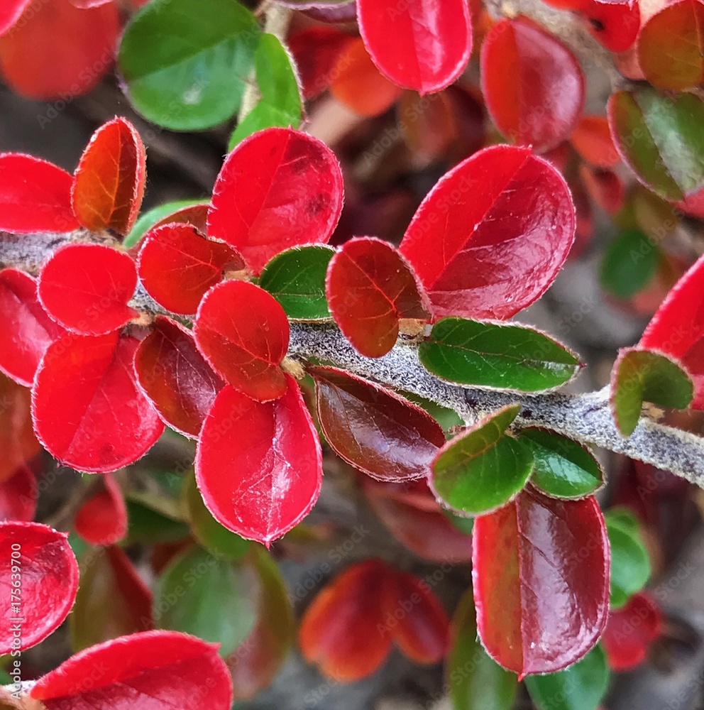 Bright red and green detailed leaves with a waxy looking surface on a fury white branch in their fall colors. Bright red and green detailed leaves with a waxy looking surface on a fury white branch in their fall colors.