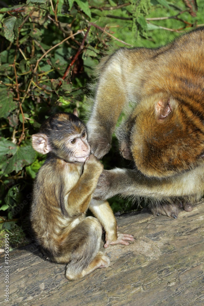 Barbary apes - female delouses its cub - barbary macaque (Macaca sylvanus) Barbary apes - female delouses its cub - barbary macaque (Macaca sylvanus)