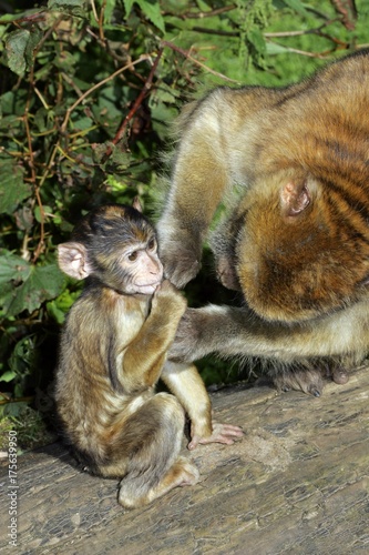 Barbary apes - female delouses its cub - barbary macaque (Macaca sylvanus) © imageBROKER