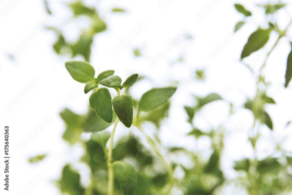 Thyme (Thymus), herb Thyme (Thymus), herb