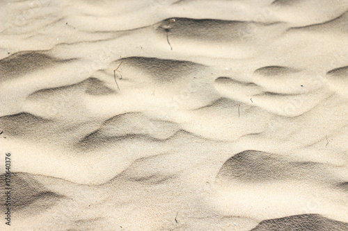 The dunes of island Texel, The Netherlands, sunny day