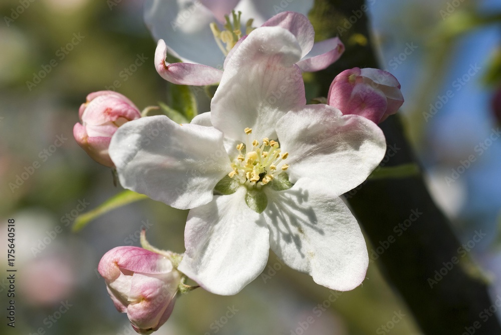 Obraz premium Apple Blossom, (Malus)