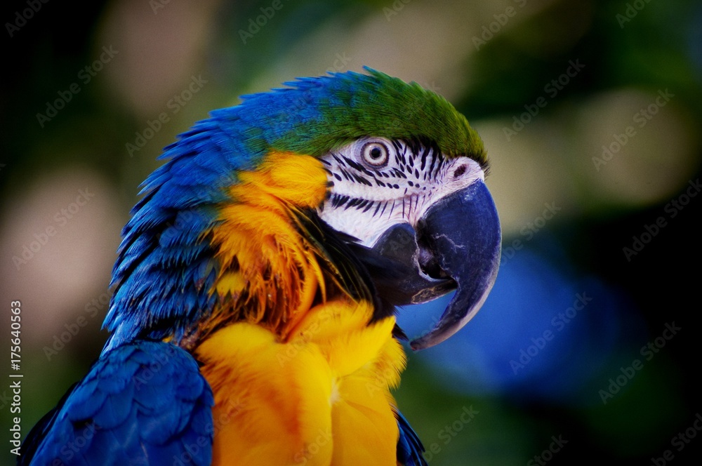 Blue green and yellow parrot face closeup