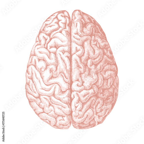 Human Brain illustration isolated on white background Top view.