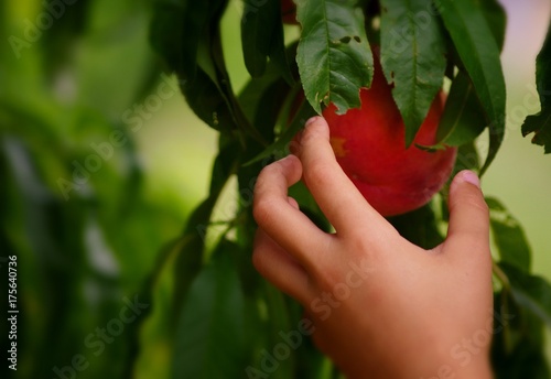Hand Picking Peach From Tree