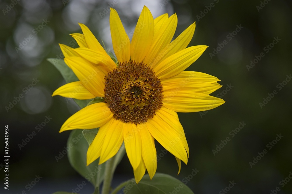 Sunflower (Helianthus annuus), Baden-Wuerttemberg, Germany, Europe Sunflower (Helianthus annuus), Baden-Wuerttemberg, Germany, Europe